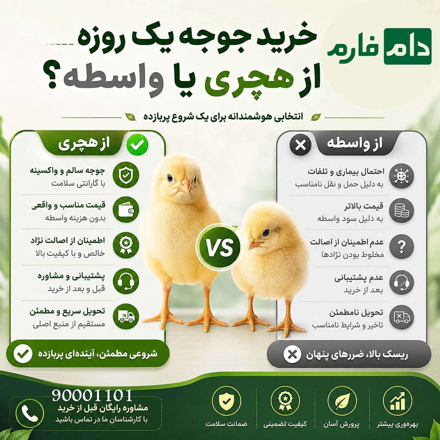 خرید جوجه یک ‌روزه از مرغ مادری (هچری )  یا واسطه