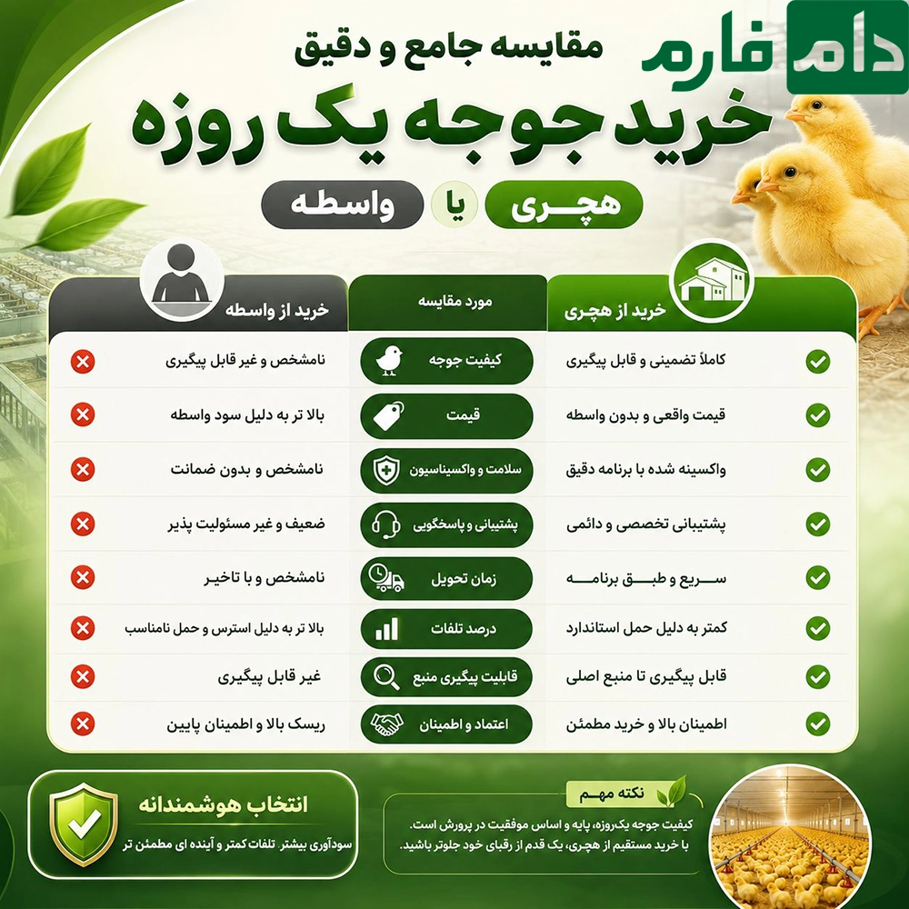 Buying-day-old-chicks-from-a-hatchery-or-a-middlemanwhich-will-increase-your-poultry-farm's-profit-by-20-30