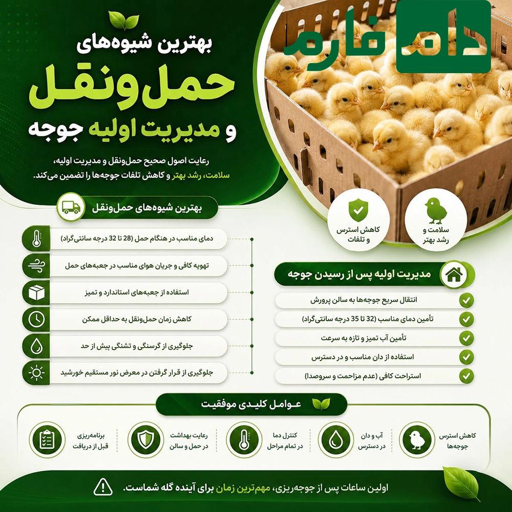 Buying-day-old-chicks-from-a-hatchery-or-a-middlemanwhich-will-increase-your-poultry-farm's-profit-by-20-30