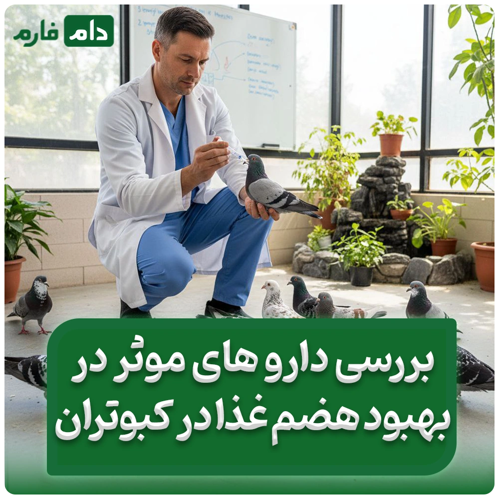 بررسی_داروهای_مؤثر_در_بهبود_هضم_غذا_در_کبوتران_:_راهکارهای_دارویی_و_تغذیه‌ای