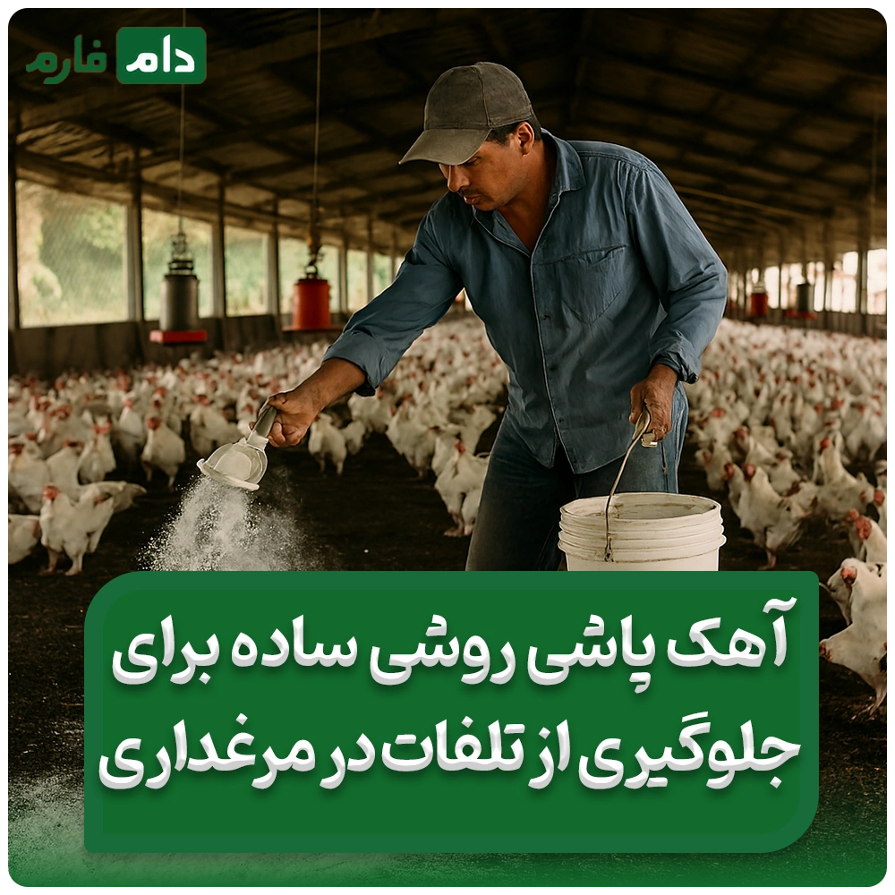 آهک_‌پاشی_ساده_ترین_روش_برای_جلوگیری_از_تلفات_در_مرغداری_