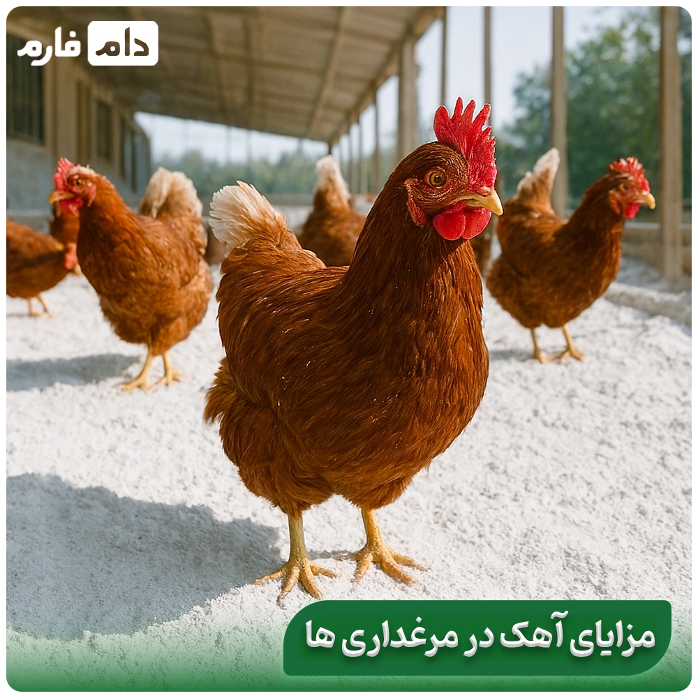 Lime-spraying-is-the-easiest-way-to-prevent-losses-in-poultry-farming