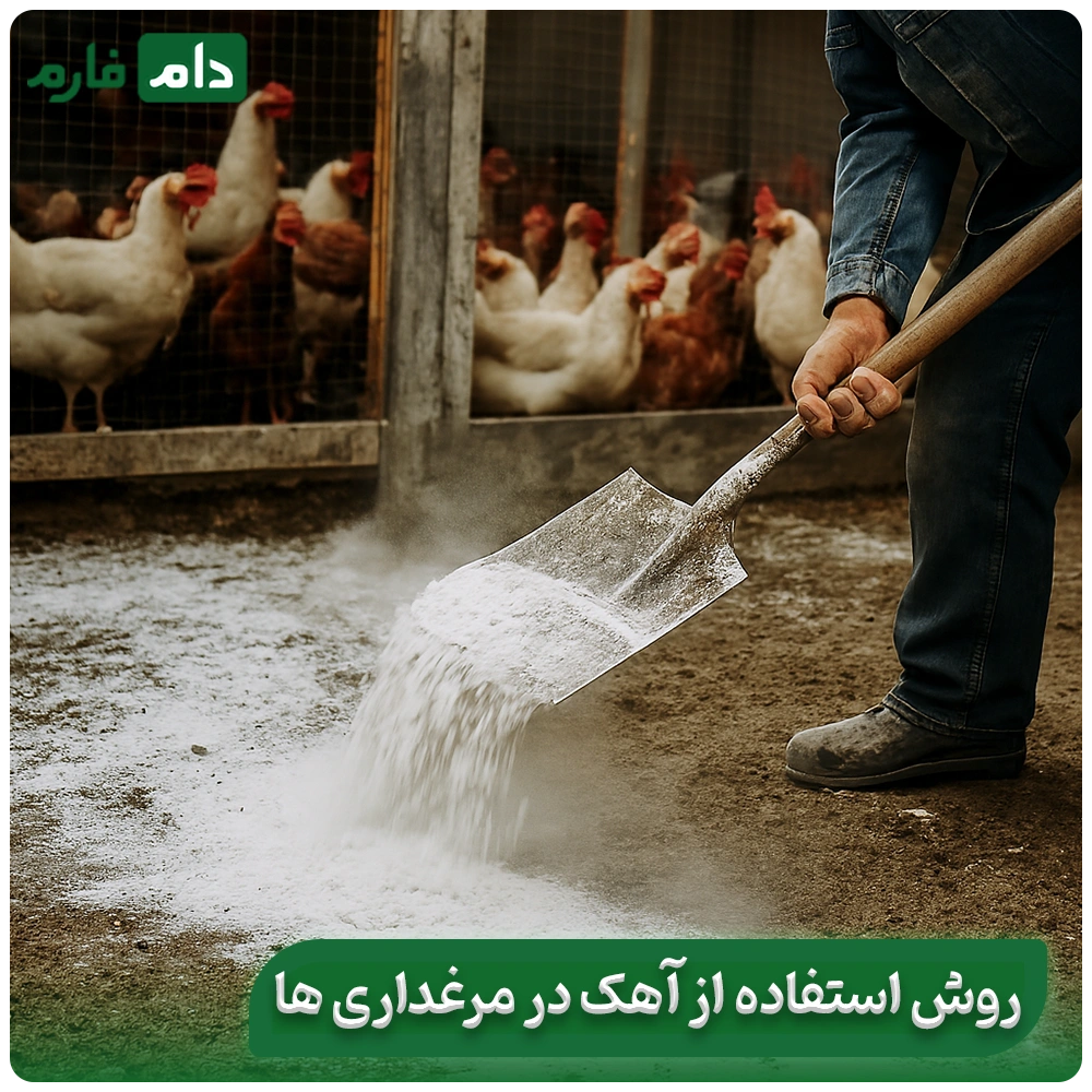 Lime-spraying-is-the-easiest-way-to-prevent-losses-in-poultry-farming