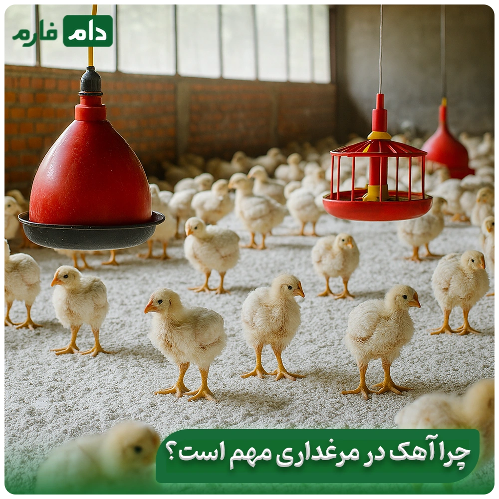 Lime-spraying-is-the-easiest-way-to-prevent-losses-in-poultry-farming