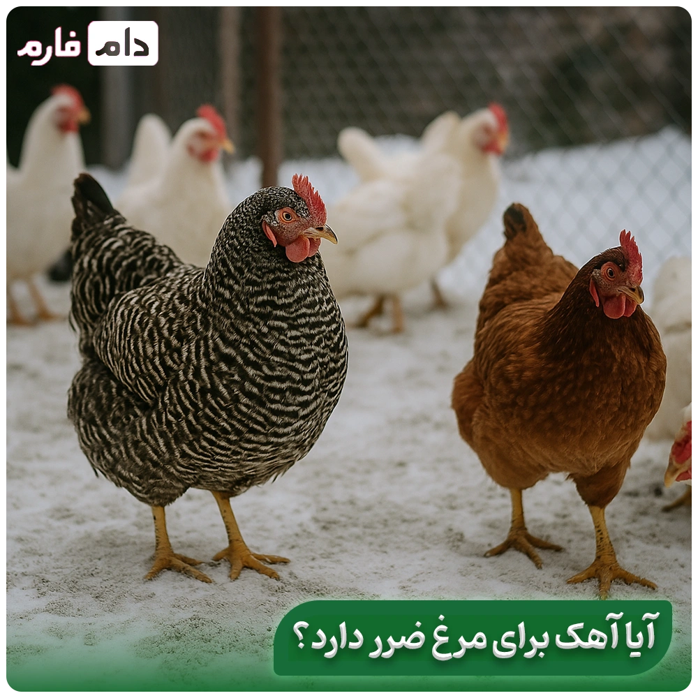 Lime-spraying-is-the-easiest-way-to-prevent-losses-in-poultry-farming