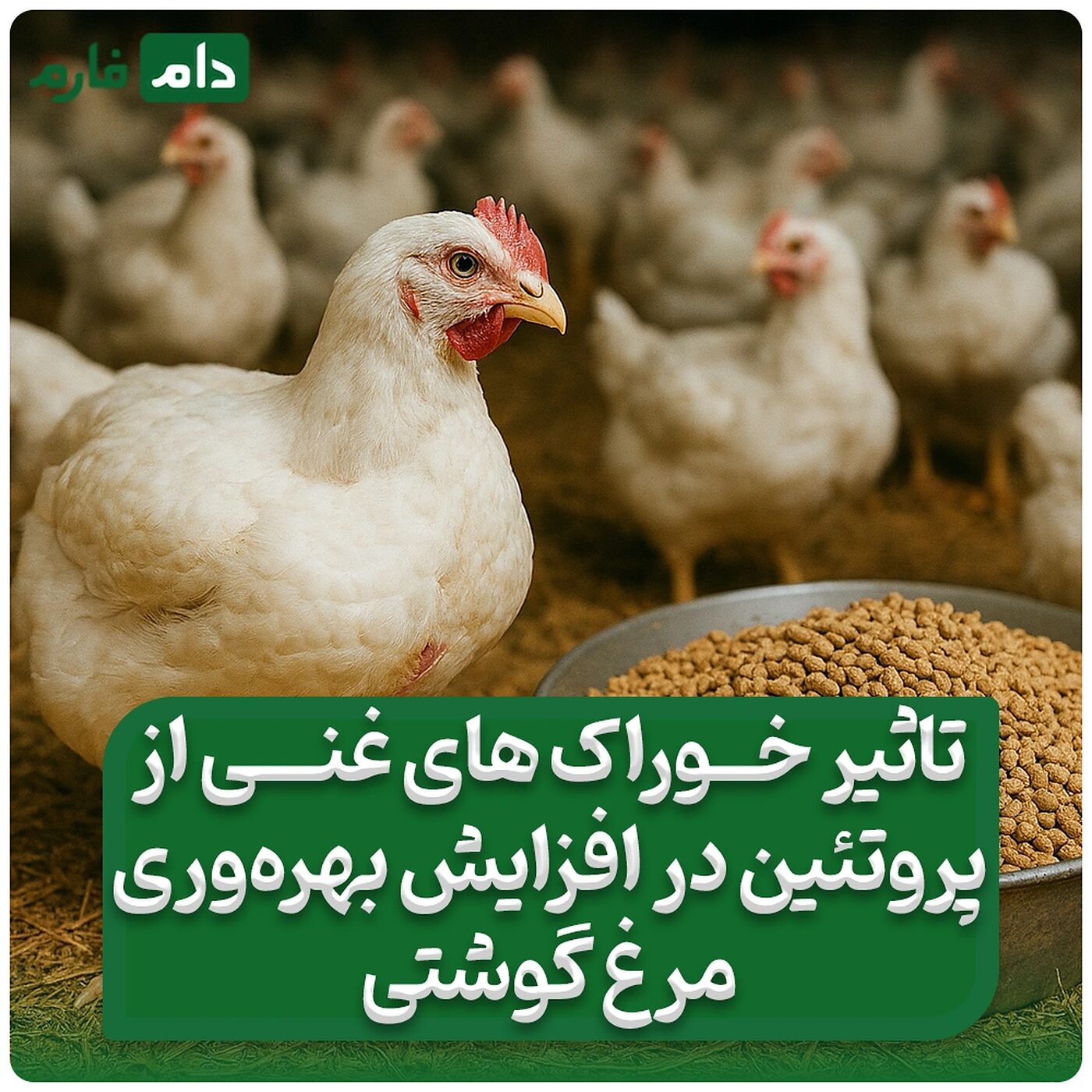 تأثیر_خوراک‌های_غنی_از_پروتئین_در_افزایش_بهره‌وری_مرغ