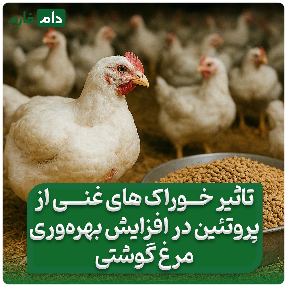 تأثیر_خوراک‌های_غنی_از_پروتئین_در_افزایش_بهره‌وری_مرغ