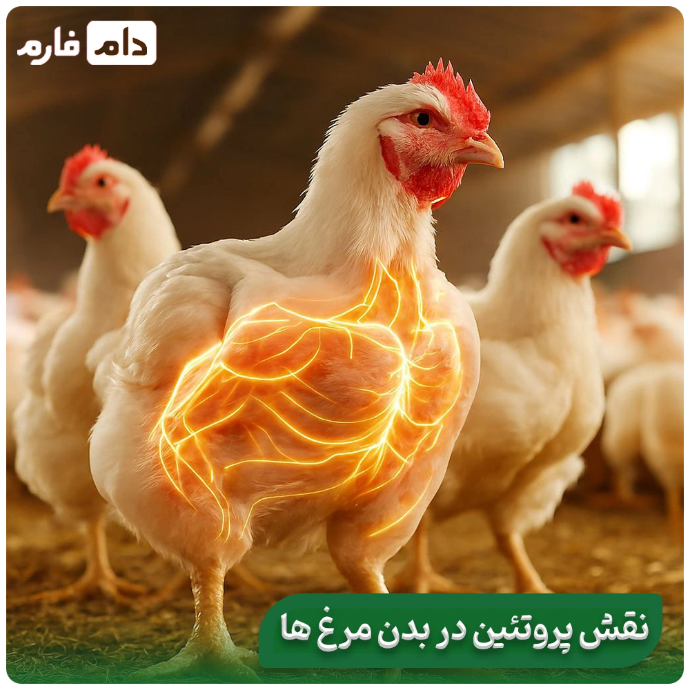 The-effect-of-protein-rich-feeds-on-increasing-chicken-productivity