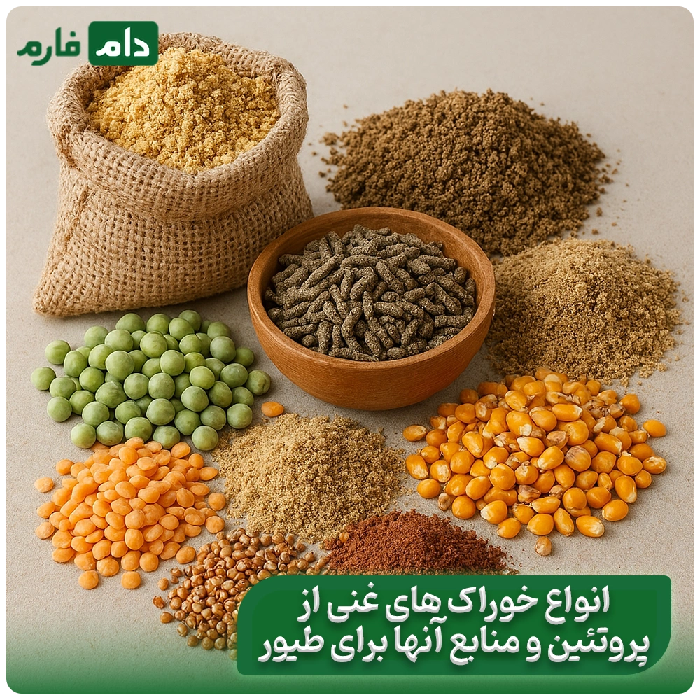 The-effect-of-protein-rich-feeds-on-increasing-chicken-productivity