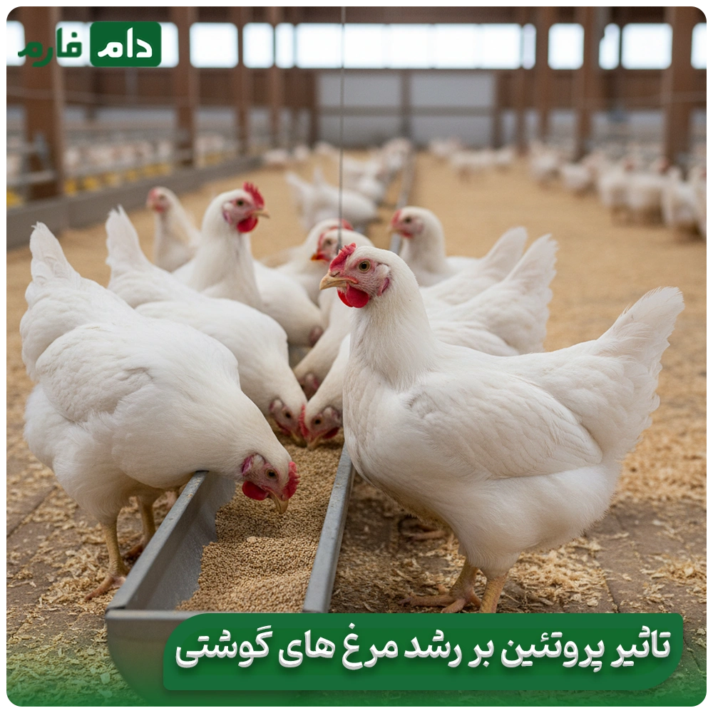 The-effect-of-protein-rich-feeds-on-increasing-chicken-productivity