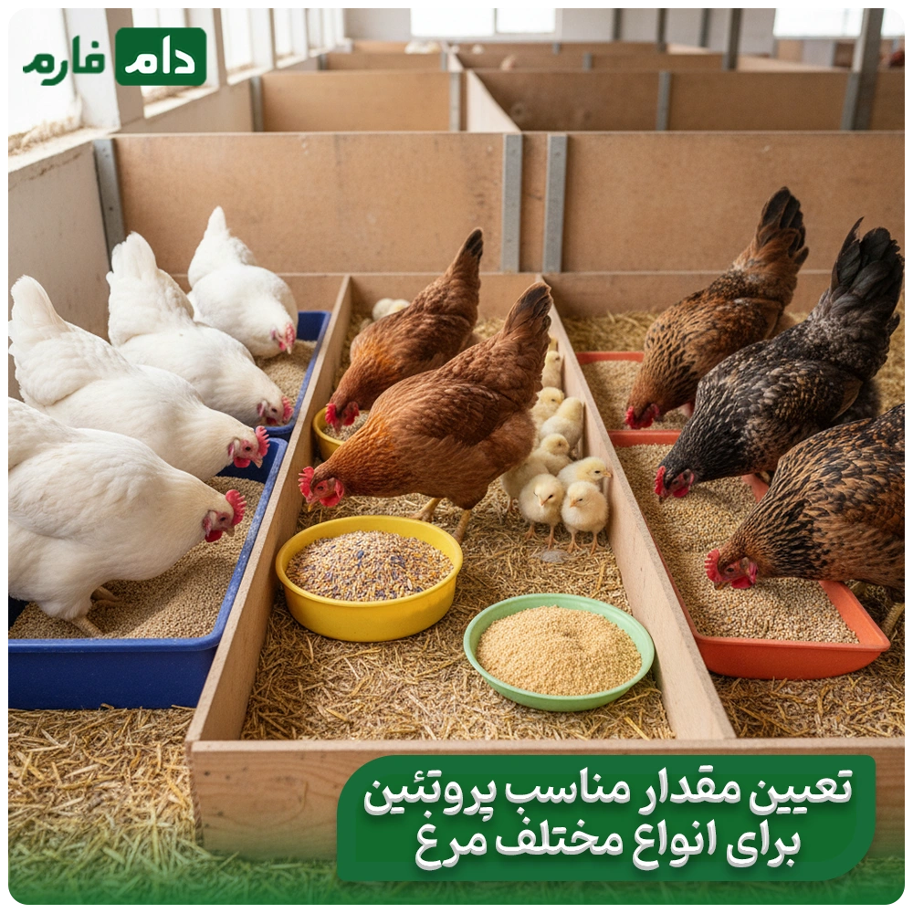 The-effect-of-protein-rich-feeds-on-increasing-chicken-productivity