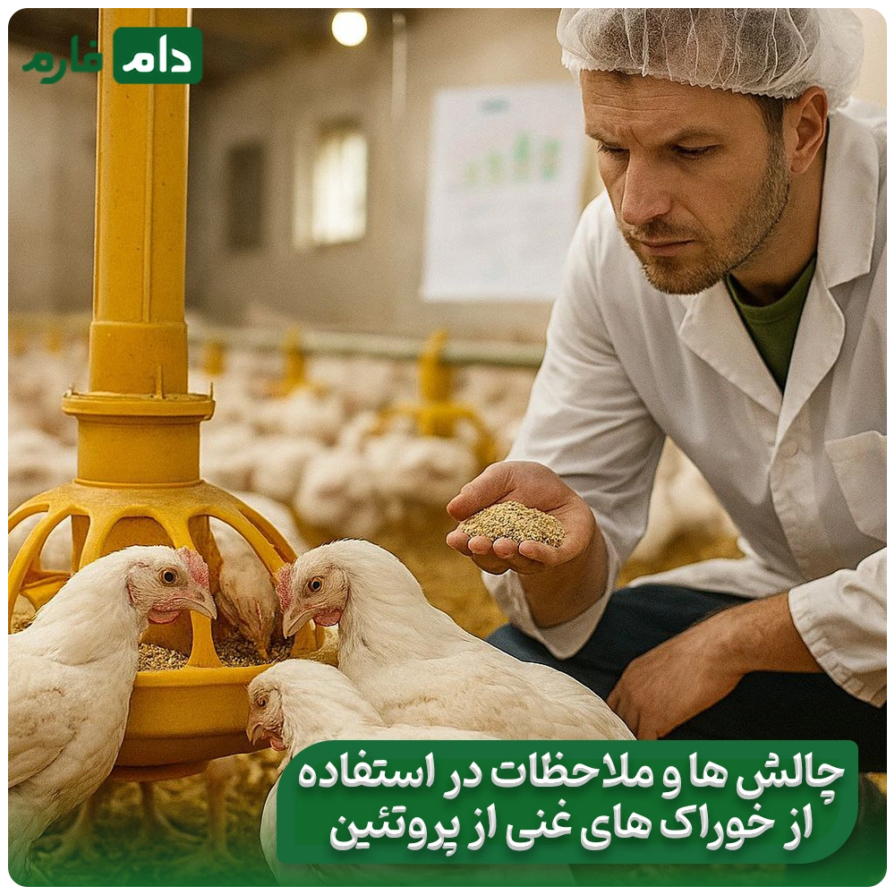 The-effect-of-protein-rich-feeds-on-increasing-chicken-productivity