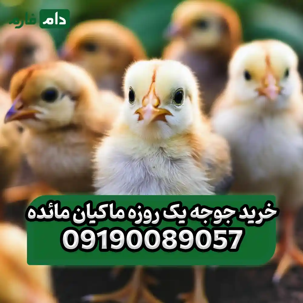 _فروش_جوجه_یک_روزه_شرکت_ماکیان_مائده_09190089057