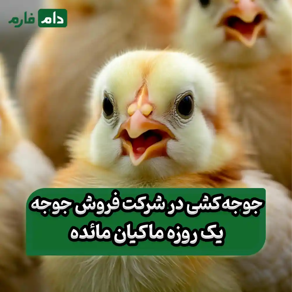 Day-old-chick-sales-company-in-Maedeh-09190089057