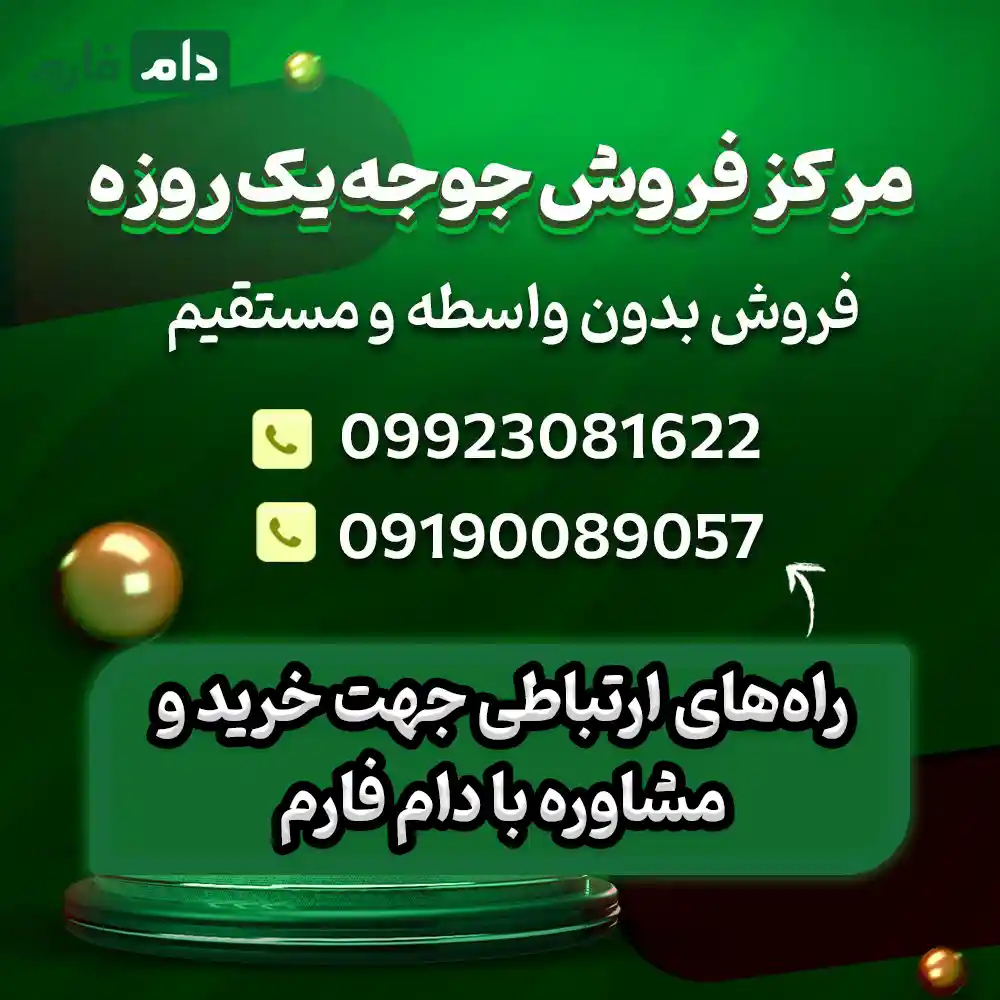 Day-old-chick-sales-company-in-Maedeh-09190089057
