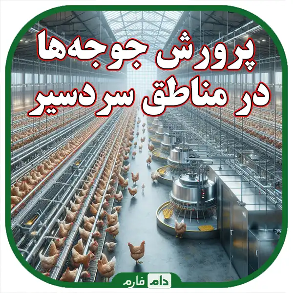 راهنمای_جامع_مدیریت_پرورش_جوجه_یک_روزه_در_مناطق_سردسیر:_از_انتخاب_نژاد_تا_نکات_کلیدی_نگهداری