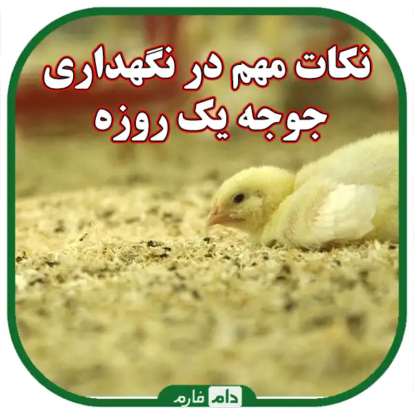 A-comprehensive-guide-to-day-old-chick-rearing-management-in-cold-regions:-from-breed-selection-to-maintenance-key-points