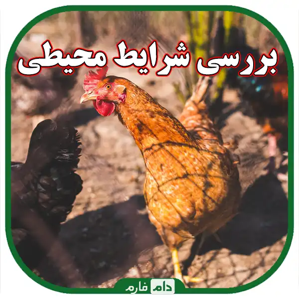 A-comprehensive-guide-to-day-old-chick-rearing-management-in-cold-regions:-from-breed-selection-to-maintenance-key-points