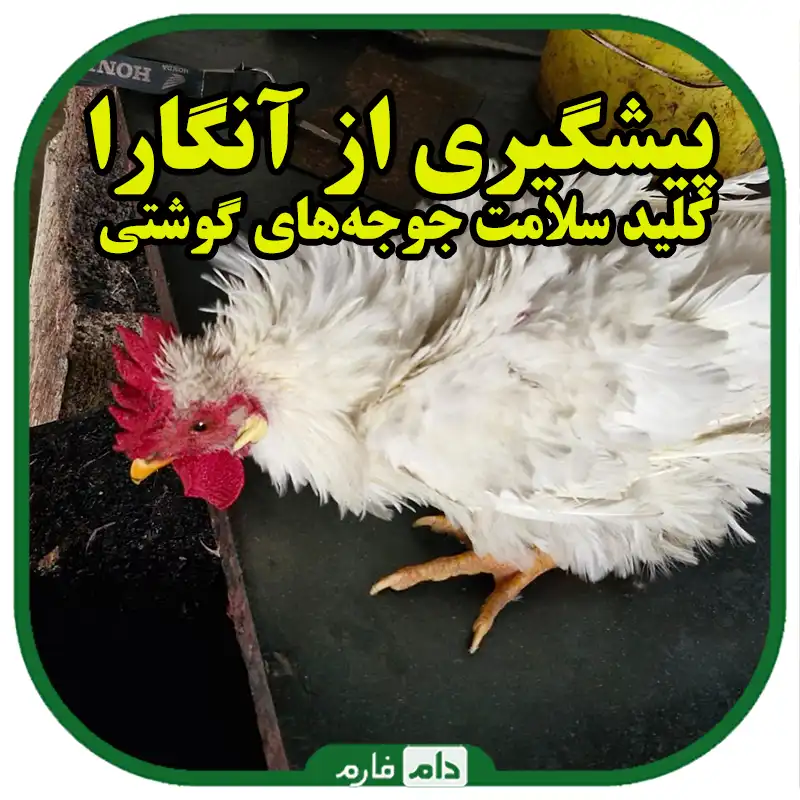بهترین_روش_درمان_و_پیشگیری_آنگارا_برای_جوجه_گوشتی
