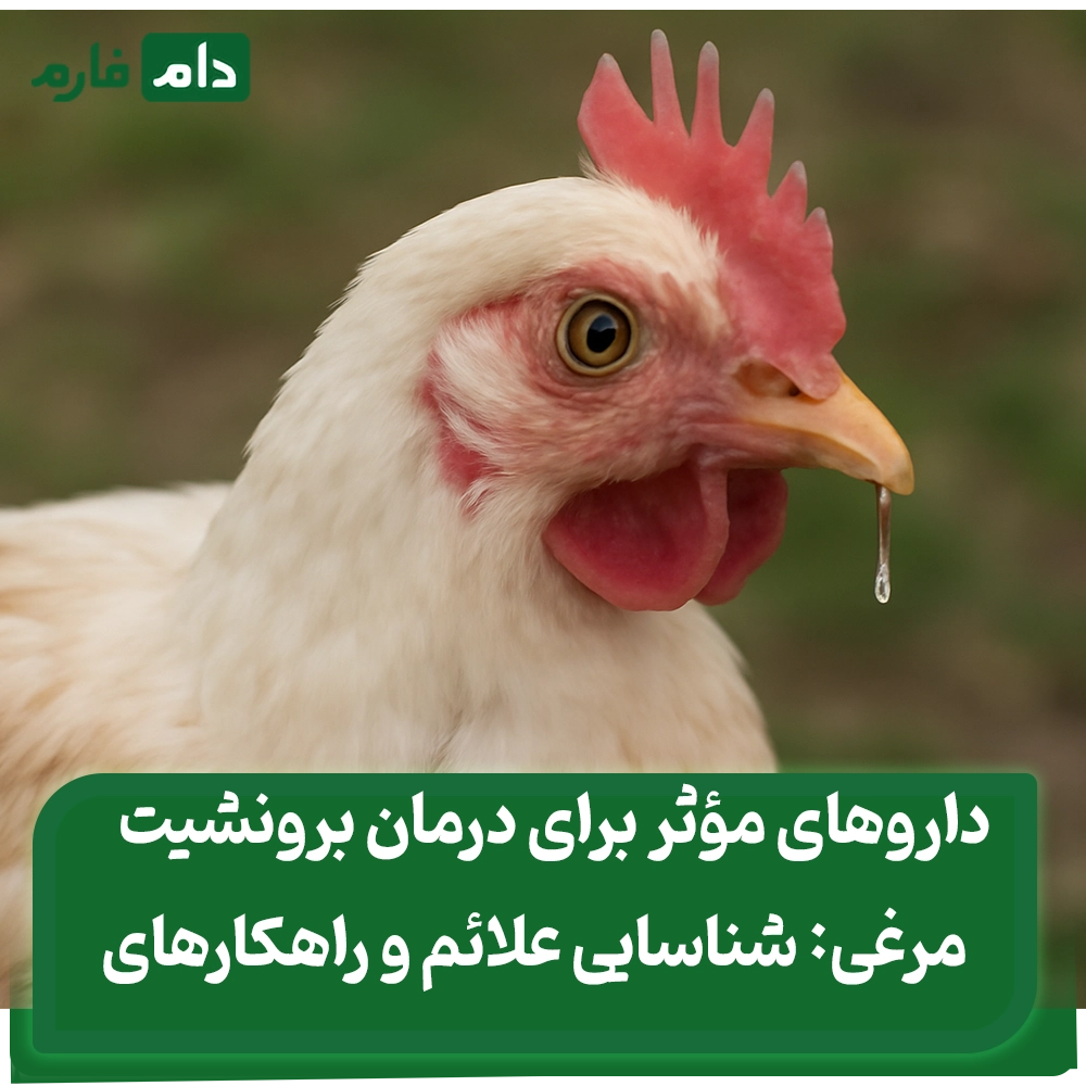 داروهای_مؤثر_برای_درمان_برونشیت_مرغی:_شناسایی_علائم_و_راهکارهای_پیشگیری