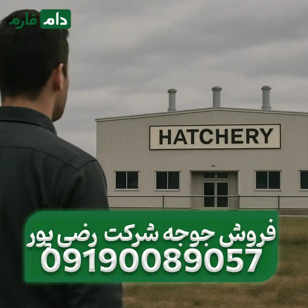 فروش_جوجه_شرکت_جوجه_کشی_رضی_پور_09190089057