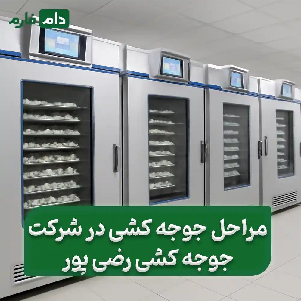 Selling-chickens-from-Razipour-Hatchery-Company-09190089057