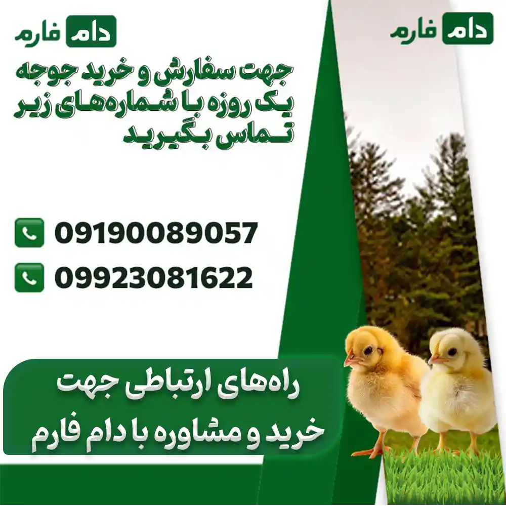 Selling-chickens-from-Razipour-Hatchery-Company-09190089057