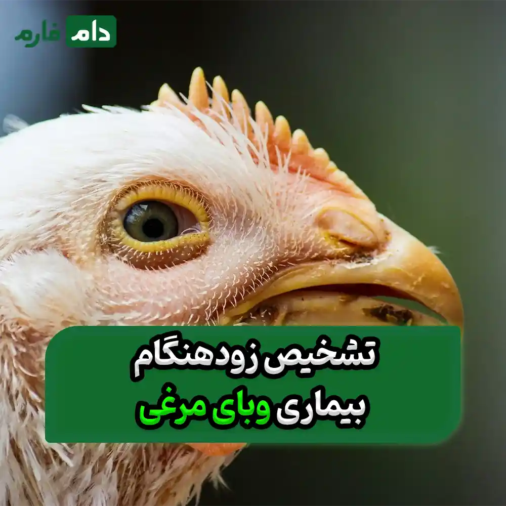 Fowl-cholera-disease---method-of-transmission---diagnosis---prevention-and-treatment-of-cholera-disease