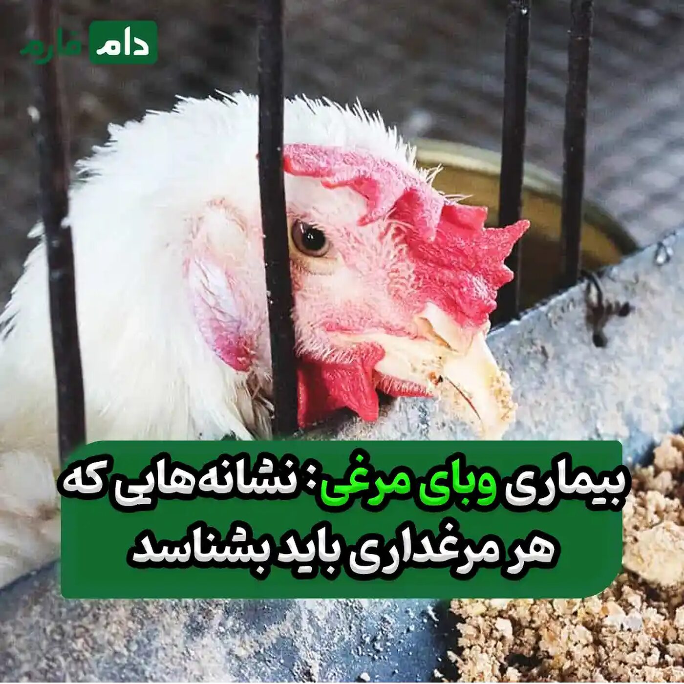 بیماری_وبای_مرغی_:_علائم_،_راه‌های_انتقال_،_درمان_قطعی_