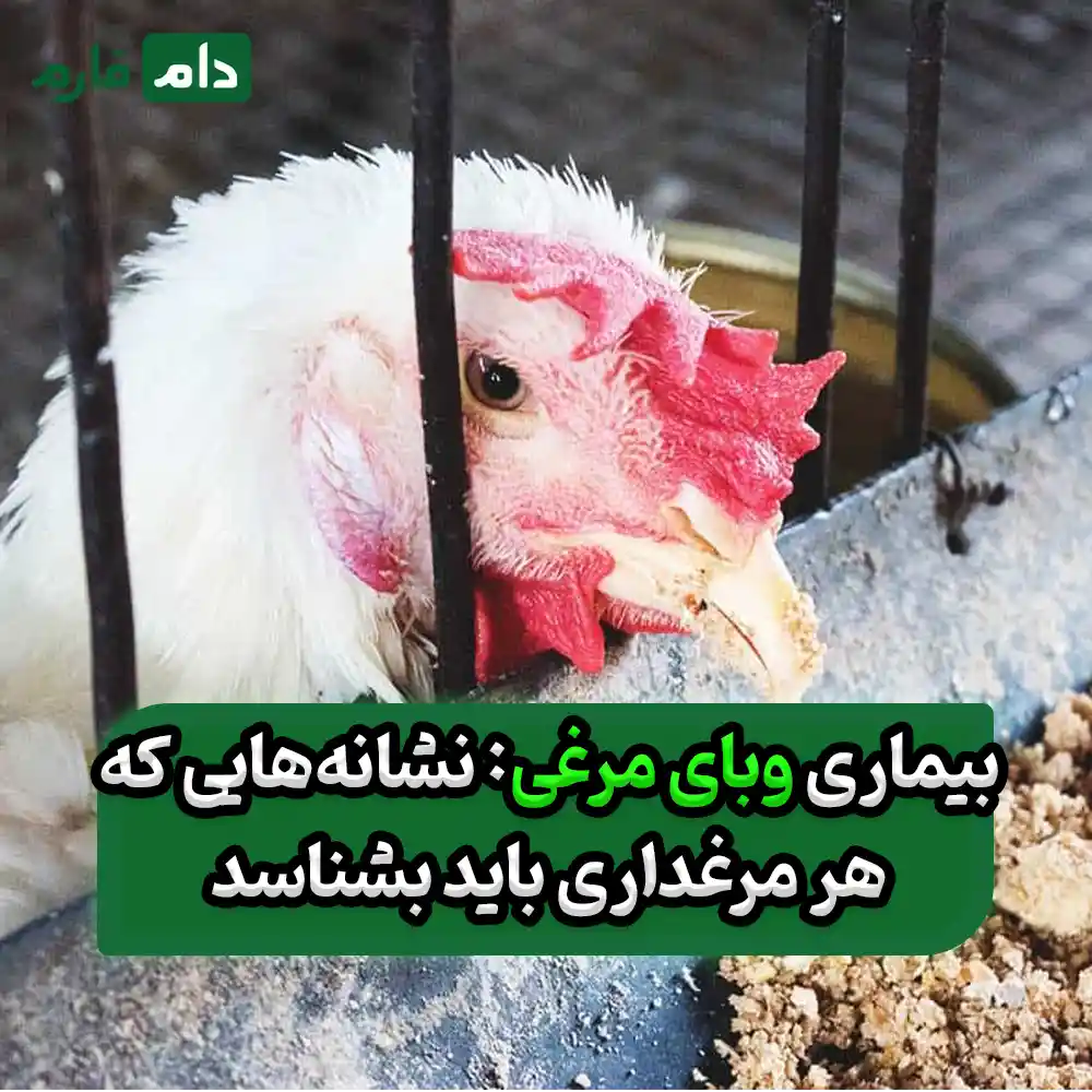 بیماری_وبای_مرغی_:_علائم_،_راه‌های_انتقال_،_درمان_قطعی_