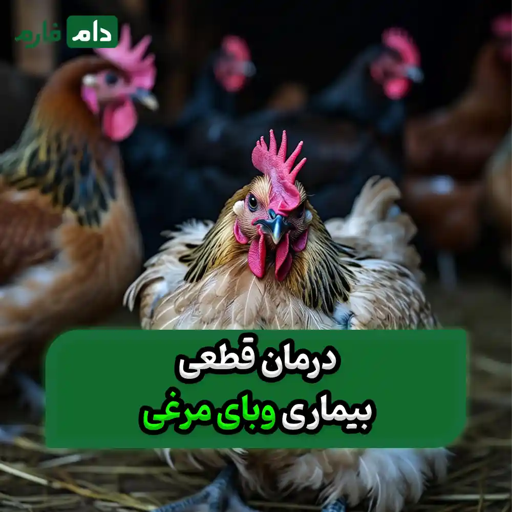 Fowl-cholera-disease---method-of-transmission---diagnosis---prevention-and-treatment-of-cholera-disease