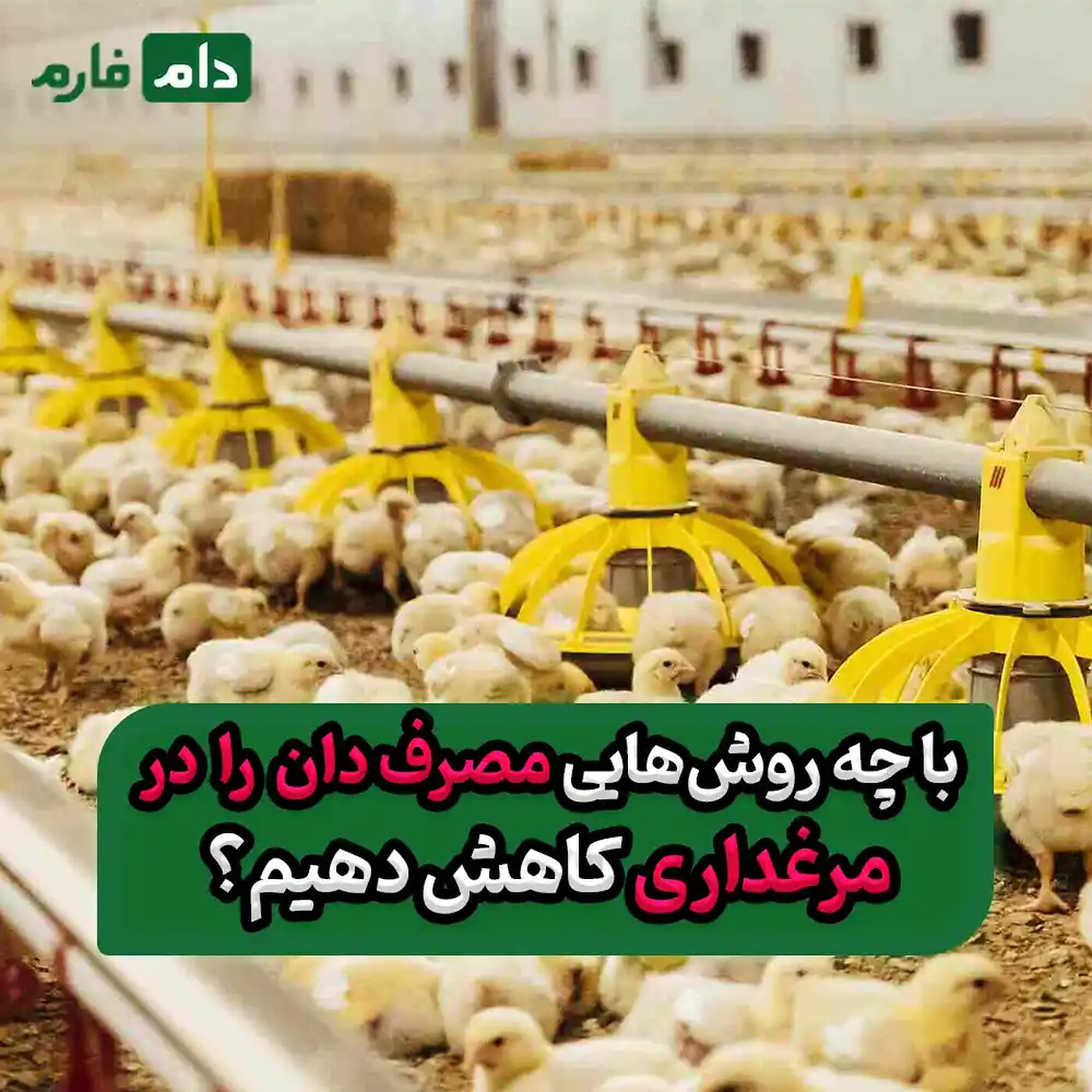 با_چه_روش‌هایی_مصرف_دان_را_در_مرغداری_کاهش_دهیم؟