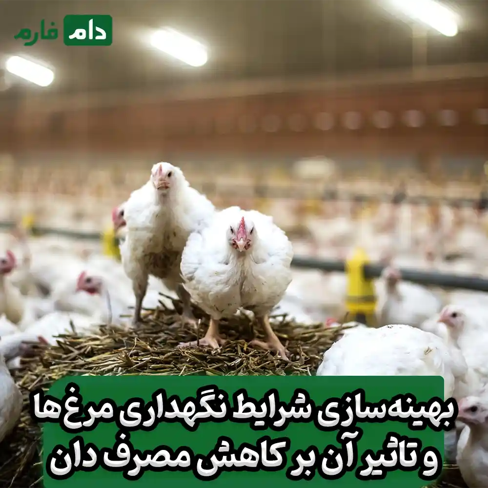 What-are-some-ways-to-reduce-feed-consumption-in-poultry-farming