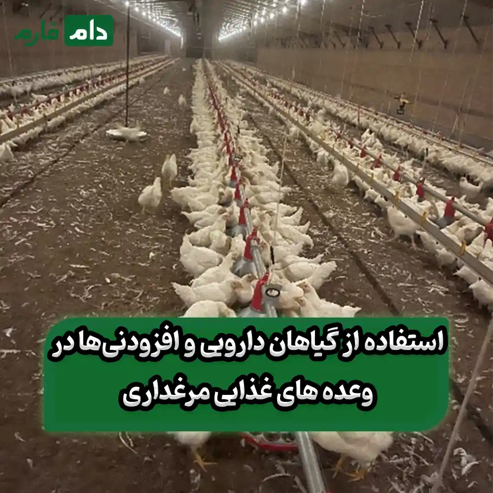 What-are-some-ways-to-reduce-feed-consumption-in-poultry-farming