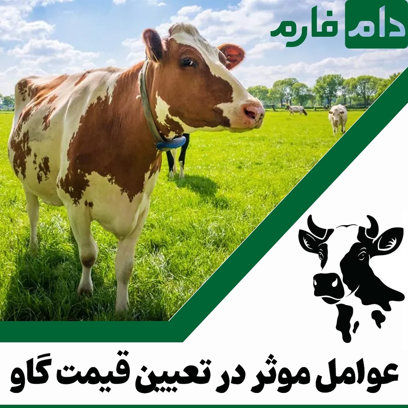 قیمت_گاو_بر_چه_اساسی_تعیین_می‌شود؟