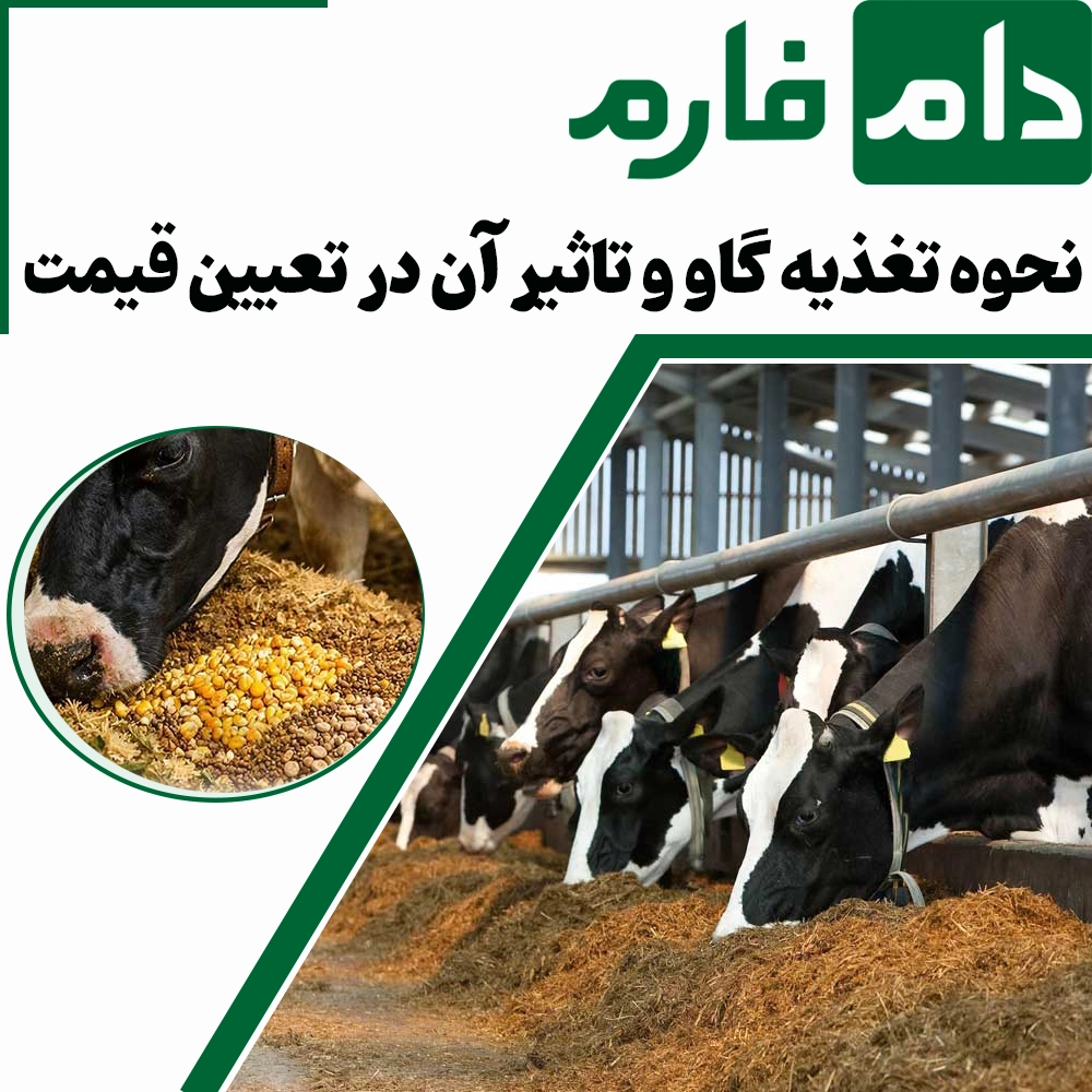 On-what-basis-is-the-price-of-cattle-determined