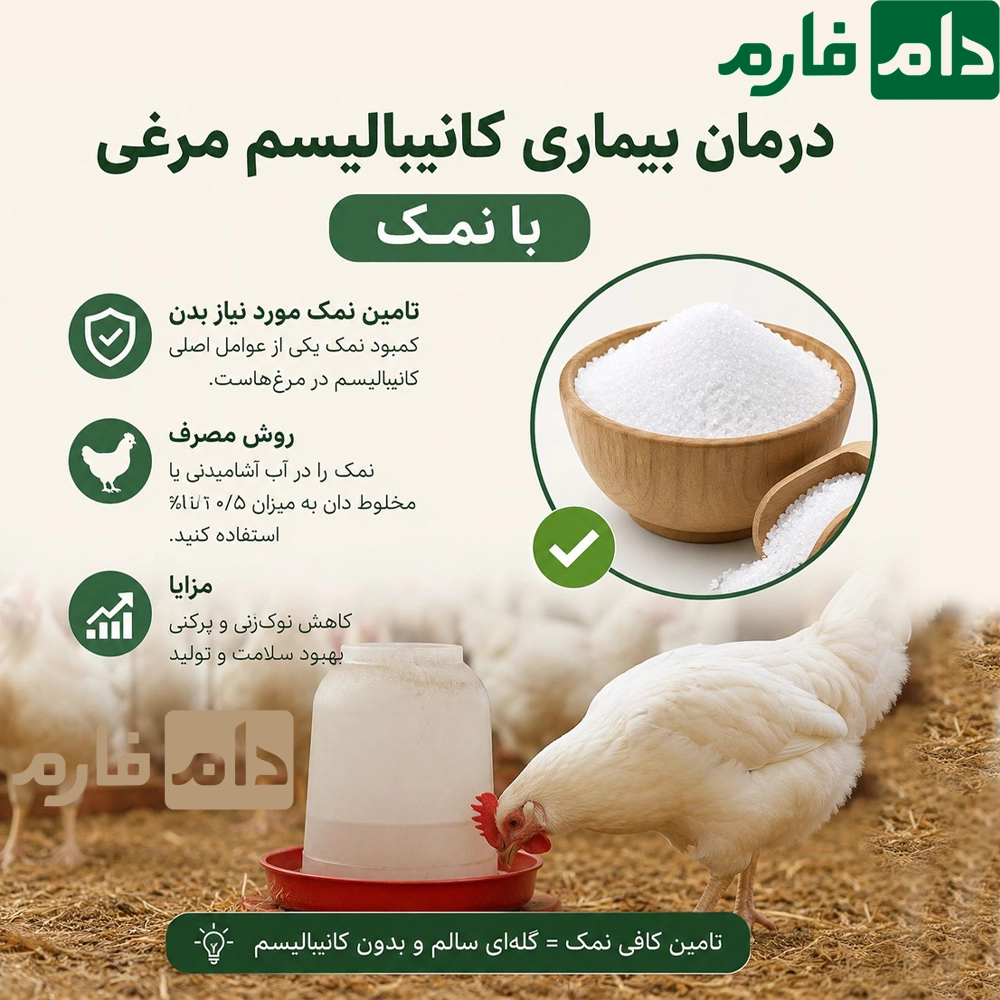 Chicken-cannibalism-or-cannibalism--cause--winter-treatment