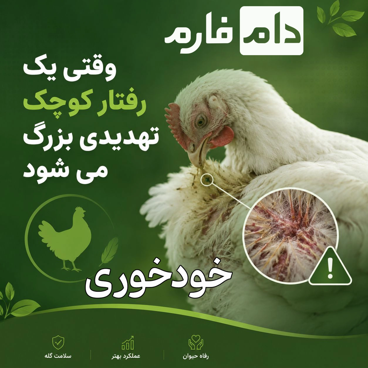 ۸_دلیل_اصلی_خودخوری_یا_کانیبالیسم_در_جوجه‌های_گوشتی