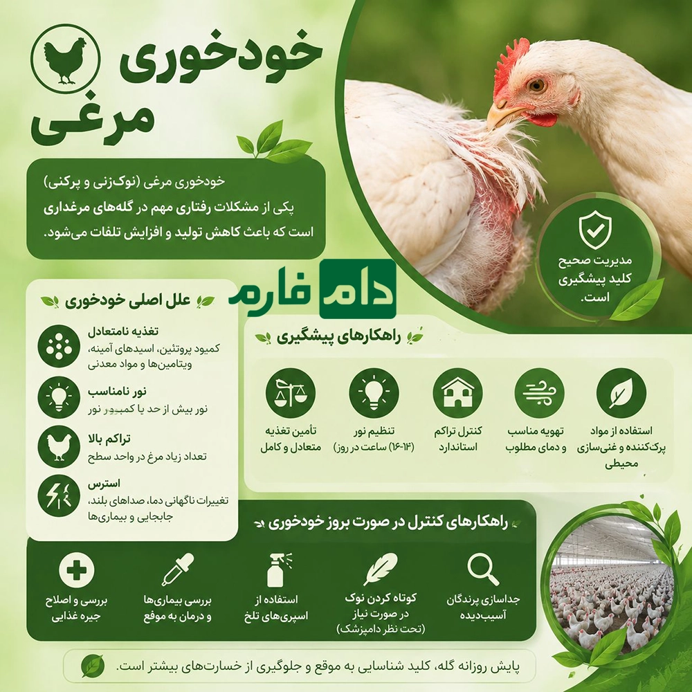 Chicken-cannibalism-or-cannibalism--cause--winter-treatment