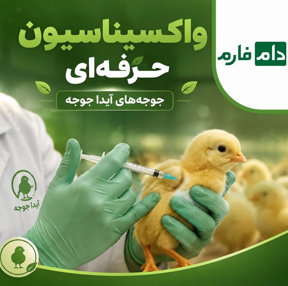 Day-old-chick-sales-center-Aida-Chicken-09117583323