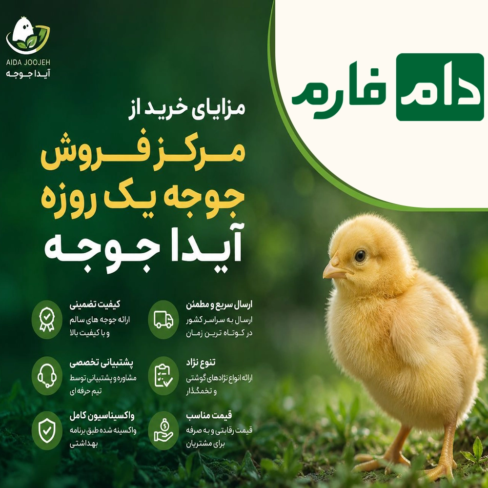 Day-old-chick-sales-center-Aida-Chicken-09117583323