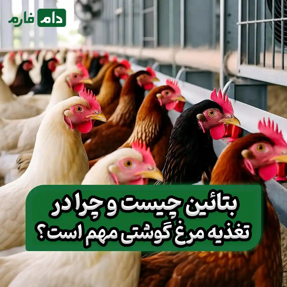 نقش_بتائین_در_تغذیه_مرغ_گوشتی