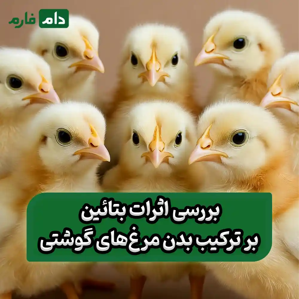 The-role-of-betaine-in-broiler-nutrition