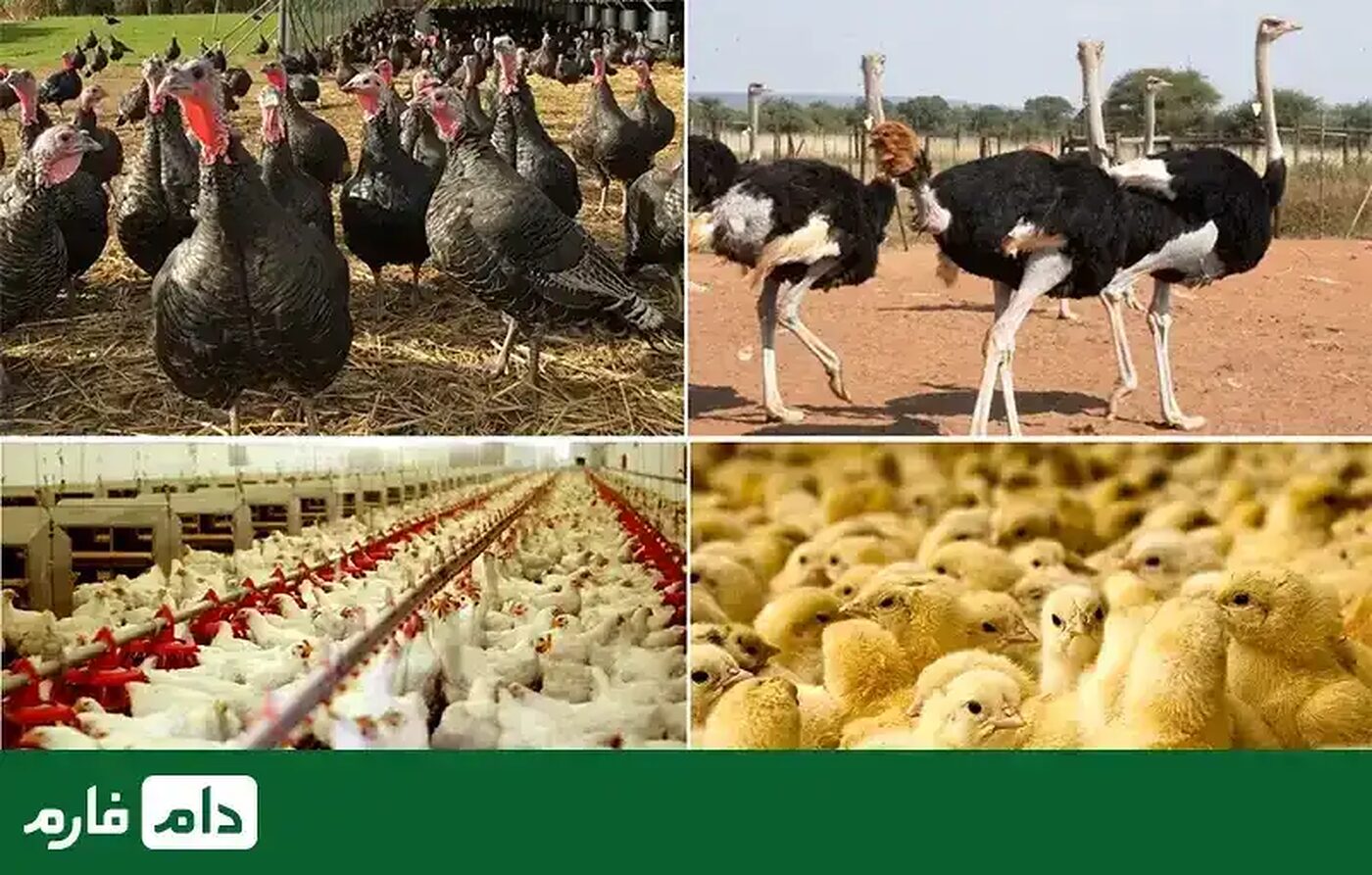 انواع_طیور_پرورشی_و_نژاد_مختص_آنها