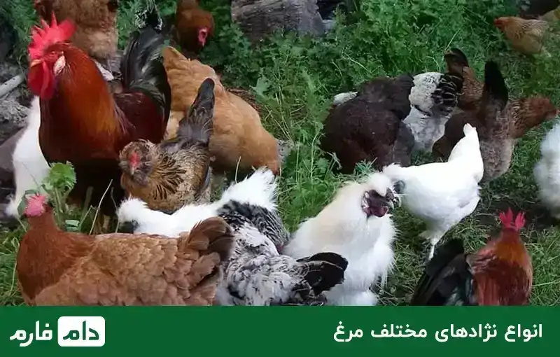 Types--of-breeding--poultry--and--their--breeds