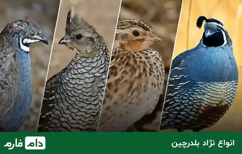 Types--of-breeding--poultry--and--their--breeds