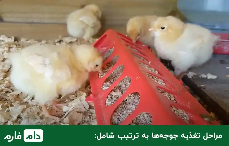 One-day-old-chicken-food