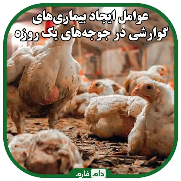 Symptoms-of-medicinal-diseases-in-day-old-chicks