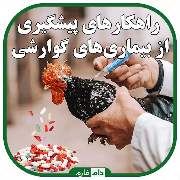 Symptoms-of-medicinal-diseases-in-day-old-chicks