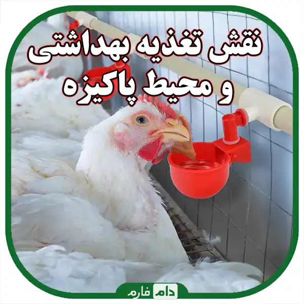 The-role-of-personal-hygiene-in-preventing-diseases-of-day-old-chicks